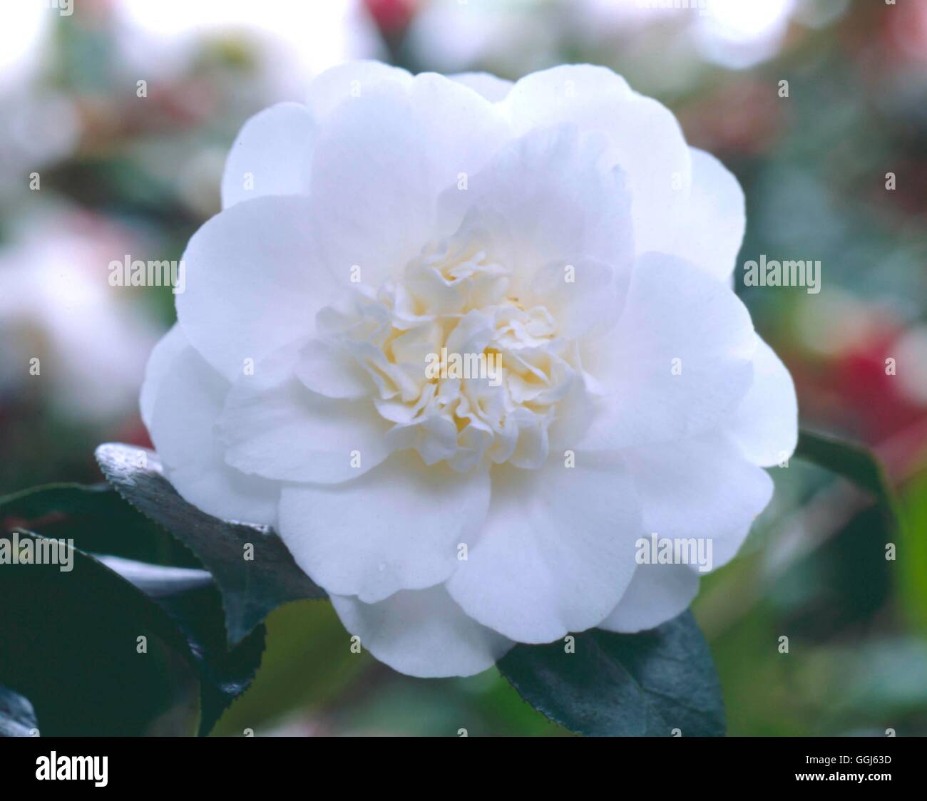 Camellia japonica - `Shiro Chan'   CAM088514 Stock Photo